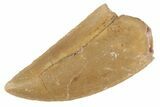 Serrated Raptor Tooth - Real Dinosaur Tooth #370398-1
